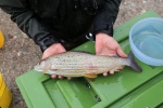 Abfischen 4.4.2015