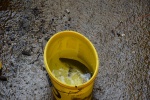 Abfischen Wehranlage 15 (26).JPG